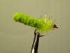 Mop Fly  -  Green inch worm